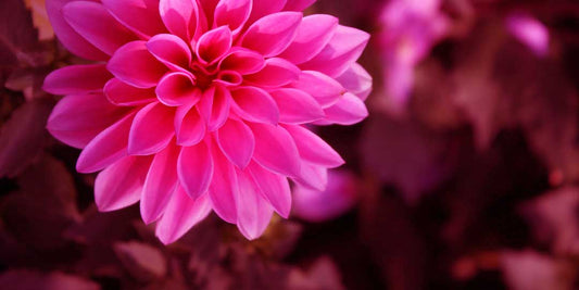 How compounds found in dahlia flowers may help support blood sugar balance